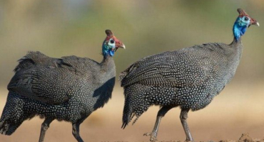 Jak určit pohlaví perličky?